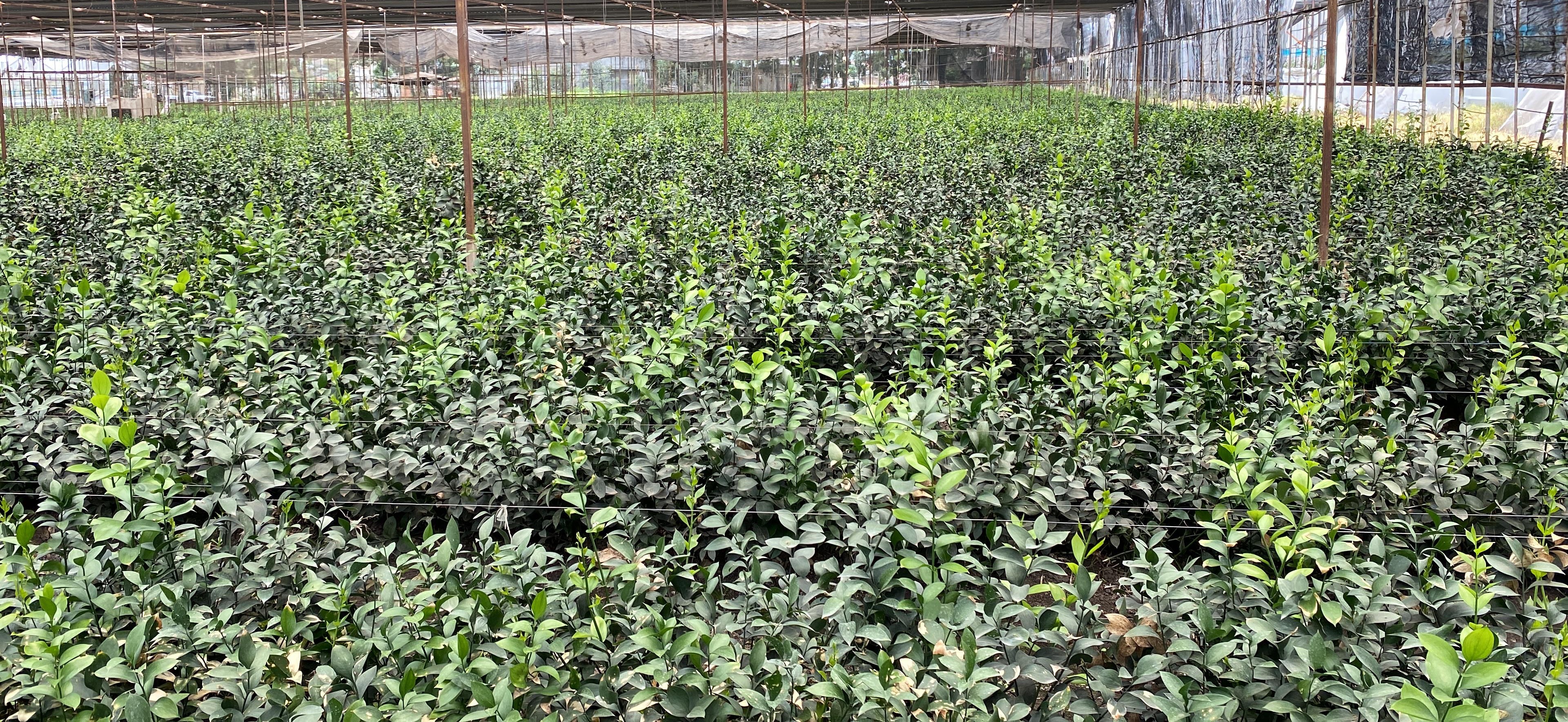 Primer plano de planta
